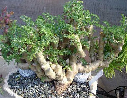 Pelargonium carnosum caudiciform seeds