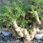 Pelargonium carnosum plante ? caudex graines