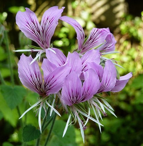 Pelargonium cordifolium Heart-leaved pelargonium seeds