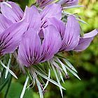 Pelargonium cordifolium  cемян