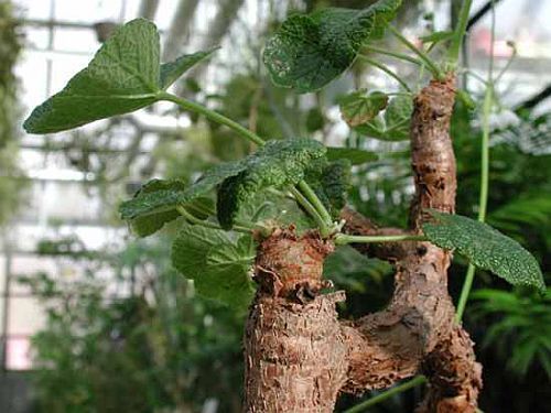 Pelargonium cotyledonis Old father live forever - caudiciform seeds