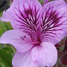 Pelargonium cucullatum geranio semi