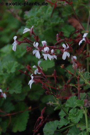 Pelargonium fragrans Nutmeg Geranium seeds