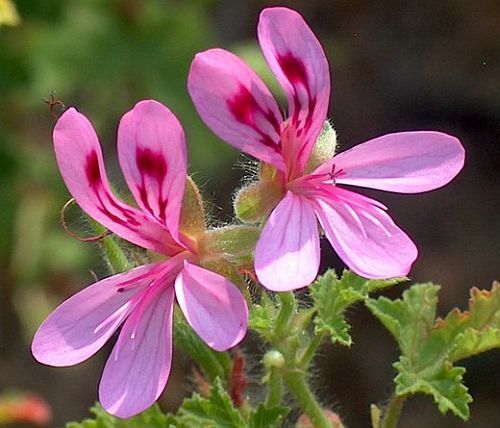 Pelargonium glutinosum Pelargonium seeds