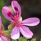 Pelargonium glutinosum Duftpelargonie Samen