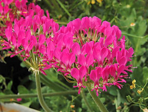 Pelargonium incrassatum Pelargonium seeds