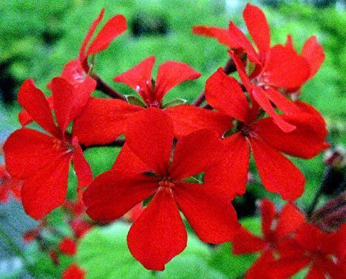 Pelargonium inquinans scarlet pelargonium seeds