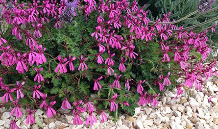 Pelargonium ionidiflorum Geraniaceae seeds