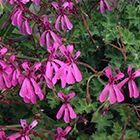 Pelargonium ionidiflorum  semillas