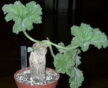 Pelargonium lobatum Caudiciform seeds