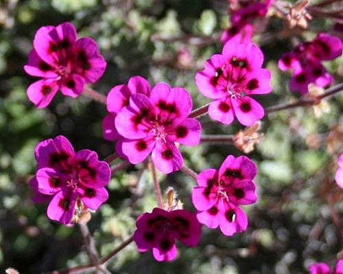 Pelargonium magenteum Caudiciform seeds