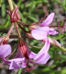 Pelargonium multicaule ssp multicaule Geranium seeds