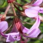 Pelargonium multicaule ssp multicaule  semi