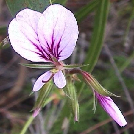 Pelargonium myrrhifolium var fruticosum syn: Pelargonium longicaule seeds