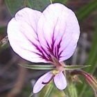 Pelargonium myrrhifolium var fruticosum syn: Pelargonium longicaule Samen