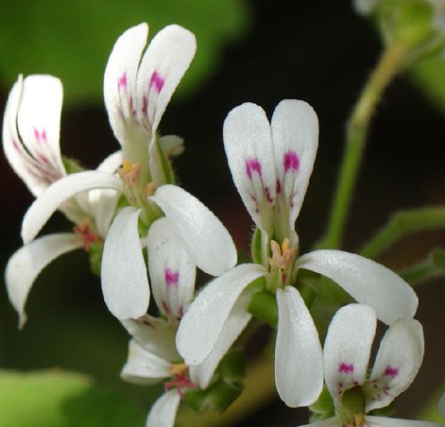 Pelargonium odoratissimum Sweet-scented Pelargonium - Peppermint Pelargonium - Apple-rose-scented Geranium seeds