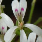 Pelargonium odoratissimum Duft-Pelargonie Samen