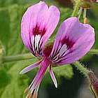 Pelargonium papilionaceum Duftpelargonie Samen