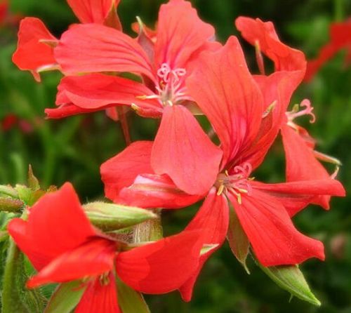 Pelargonium peltatum Ivy-leaf Geranium - Cascading Geranium red seeds