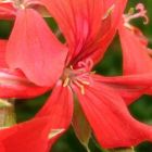 Pelargonium peltatum  semi