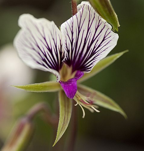 Pelargonium praemorsum ssp praemorsum Five-fingered Pelargonium seeds