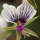 Pelargonium praemorsum ssp praemorsum  cемян