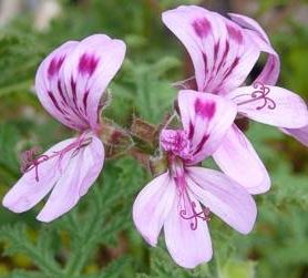 Pelargonium quercifolium Oakleaf Geranium seeds