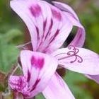 Pelargonium quercifolium Royal Oak P?largonium graines