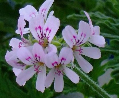 Pelargonium radens Rasp-leaved multifid-leaved pelargonium seeds