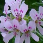 Pelargonium radens  semi