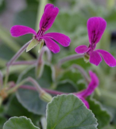 Pelargonium reniforme Kidney-leaved Pelargonium seeds