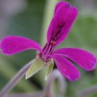 Pelargonium reniforme Kapland-Pelargonie Samen