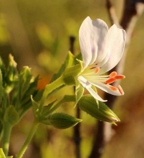 Pelargonium ribifolium Currant-leaved Pelargonium seeds