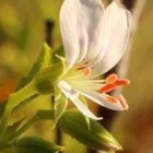 Pelargonium ribifolium P?largonium odorant graines