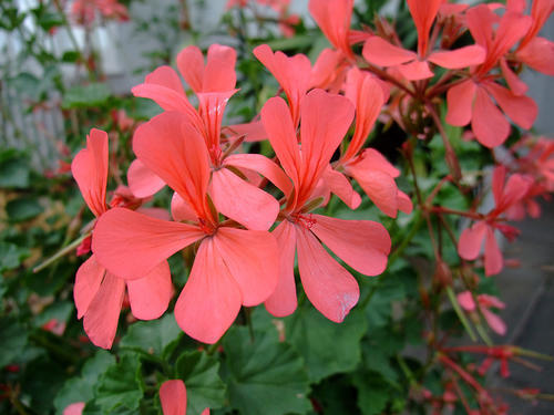 Pelargonium salmoneum Pelargonium seeds