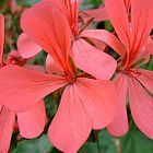 Pelargonium salmoneum Duftpelargonie Samen