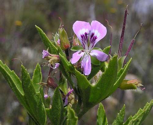 Pelargonium scabrum rough-leaved pelargonium - three-pointed pelargonium seeds