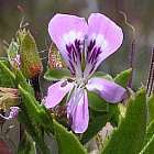 Pelargonium scabrum P?largonium odorant graines