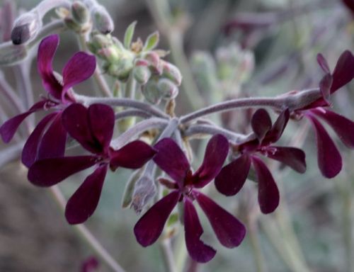 Pelargonium sidoides Geranium seeds