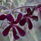 Pelargonium sidoides  semi