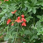 Pelargonium tongaense geranio semillas