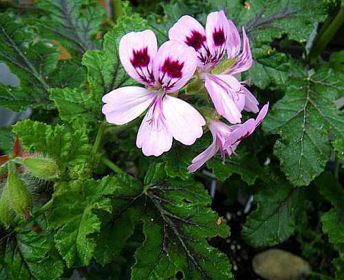 Pelargonium vitifolium grapeleaf geranium - balm-scented pelargonium seeds