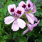 Pelargonium vitifolium