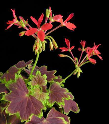 Pelargonium zonale Horse-shoe pelargonium seeds