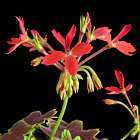 Pelargonium zonale  cемян