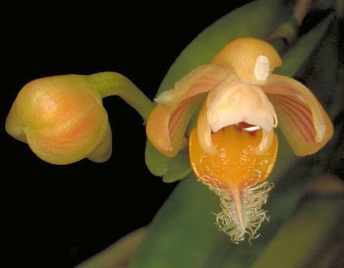 Pelatantheria ctenoglossum orchids seeds