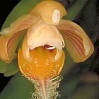 Pelatantheria ctenoglossum orchid?es graines
