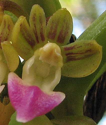 Pelatantheria insectifera orchid seeds