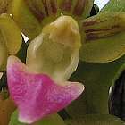 Pelatantheria insectifera Orchidee Samen