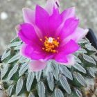 Pelecyphora aselliformis